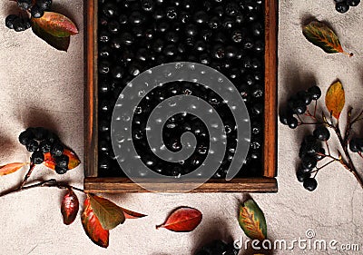 fresh berry chokeberry in a wooden box top view flat autumn layout Stock Photo