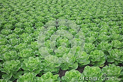 Fresh Bibb Lettuce on the Field Stock Photo