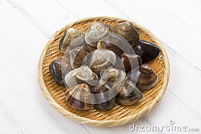 A beautiful clam clam made in Japan Stock Photo