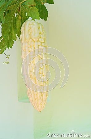 Fresh bitter melon Stock Photo