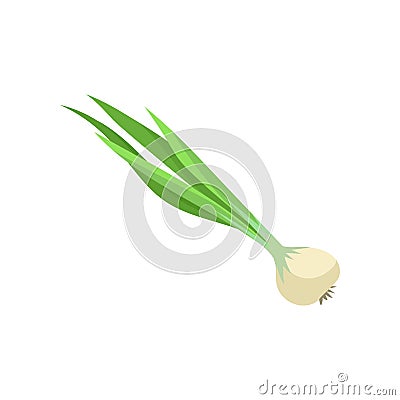 Fresh bitter onion chive with long green leaves and bulb. Natural and healthy vegetable. Organic food. Flat vector icon Vector Illustration