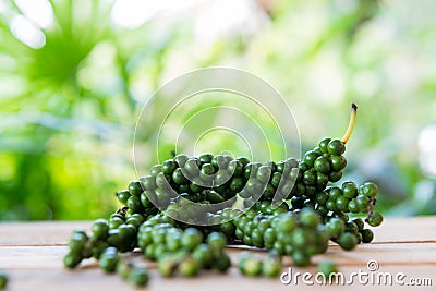 Fresh black pepper on green background Stock Photo