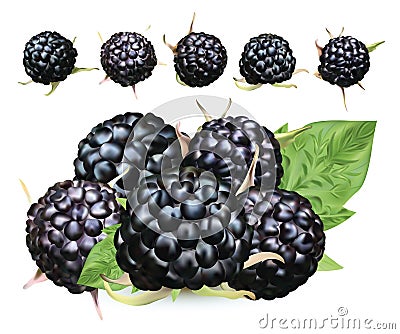Fresh blackberry isolated on white background. Collection ripe black raspberry with green leaft. Summer berry close up Vector Illustration