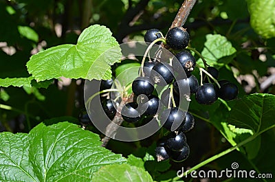 Fresh blackcurrant in the summer garden Stock Photo