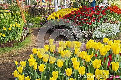 Fresh blooming tulips in the spring garden Stock Photo