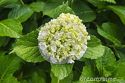 Fresh blossom Hydrangea Stock Photo