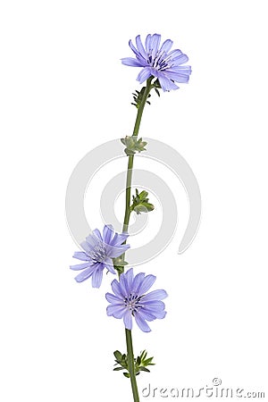 Fresh blue flowering chicory Stock Photo