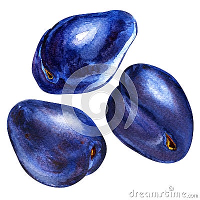 Fresh blue plums isolated, watercolor painting Stock Photo