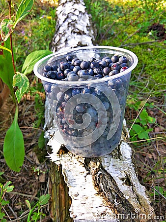 The yellow do not cross line on the seafrontFresh antioxidant blueberries in plastic jar on the birch with green leaves in the for Stock Photo