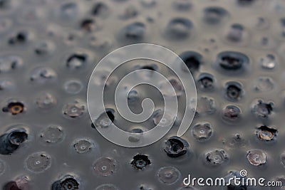 Fresh blueberries in water closeup. Black and blue juicy berries. Group of ripe blueberries. Stock Photo