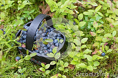 Fresh blueberry in basket Stock Photo