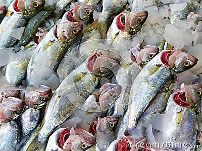 Fresh bluefish Stock Photo