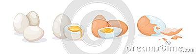Fresh and boiled eggs. Chicken broken eggs with cracked eggshell and yolks, in cardboard box, egg half with yolk, boiled and fried Vector Illustration