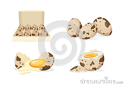 Fresh and boiled eggs. Quail broken eggs with cracked eggshell and yolks, in cardboard box, egg half with yolk, boiled and fried. Vector Illustration