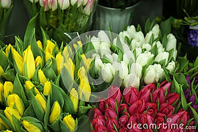 Fresh bouquets of beautiful tulip flowers Stock Photo
