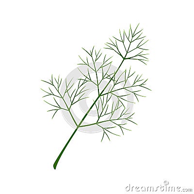 Fresh branch of dill on a white background. Vector Illustration
