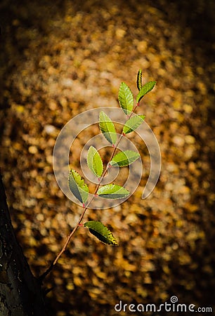 Fresh branch growing during winter in arizona Stock Photo