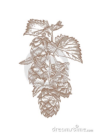 Fresh branch of hops Vector Illustration