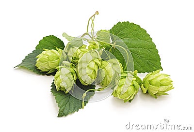 Fresh branch of hops. Stock Photo