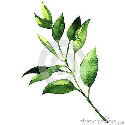 Fresh branch of laurel Stock Photo