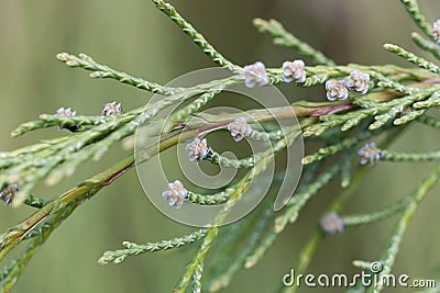 Branches of a Lawson cypress Chamaecyparis lawsoniana Stock Photo