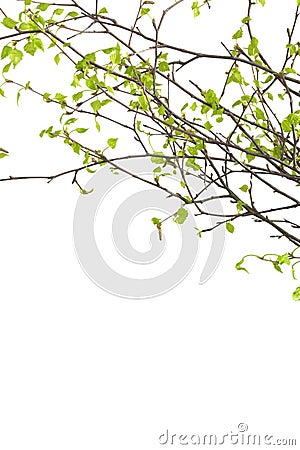 Fresh branches of tree isolated on white. Stock Photo