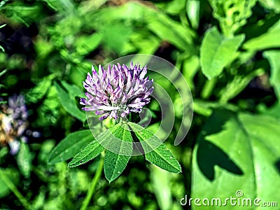 fresh bright clover flower among natural greenery Stock Photo