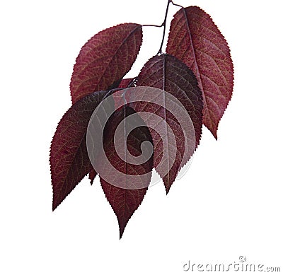 Fresh, bright red leaves plums, isolated on a white background. Red leaves. Sunny pink branch with red leaves of a plum. Stock Photo