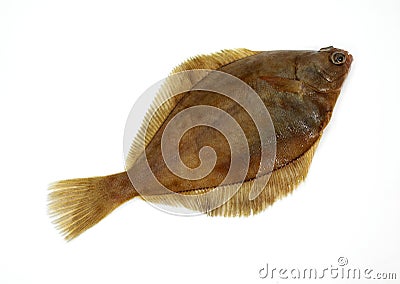 FRESH BRILL AGAINST WHITE BACKGROUND Stock Photo