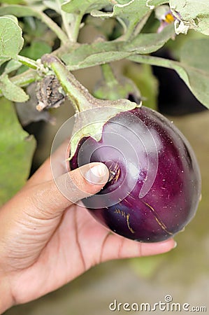 Fresh brinjal Stock Photo