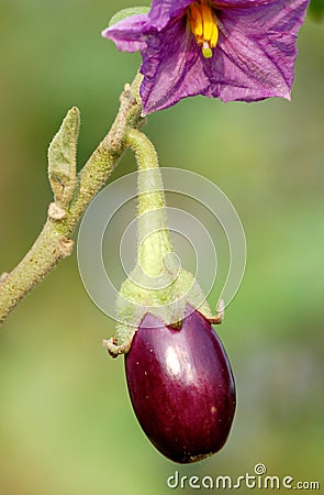 Fresh brinjal Stock Photo