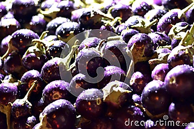 Fresh brinjal or eggplant having water droplets Stock Photo