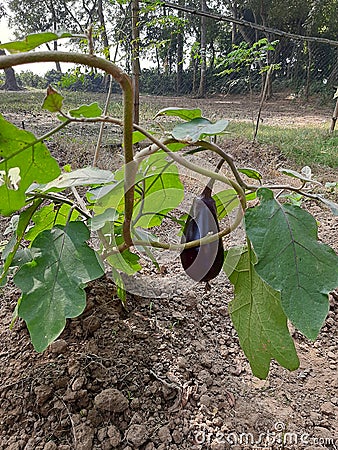 A fresh brinjal is hanging from the tree Stock Photo