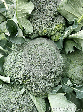 Fresh broccoli Stock Photo