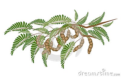 Fresh Brown Tamarind Pods on Tree Branch Vector Illustration