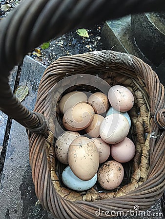 Fresh brown yard eggs photo. Stock Photo