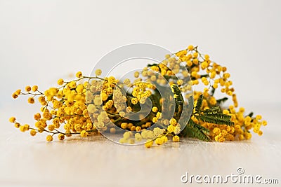 Fresh brunch of french mimosa isolated on white background Stock Photo