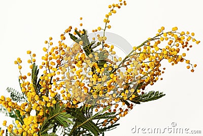 Fresh brunch of french mimosa isolated on white background Stock Photo