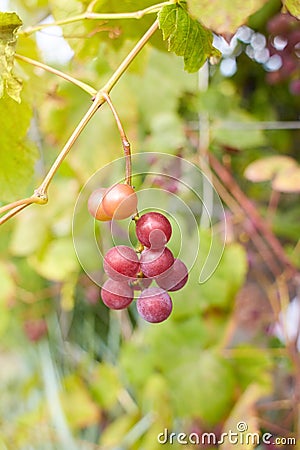 Fresh brunch of purple grapes in vineyard on blurred nature background. Stock Photo