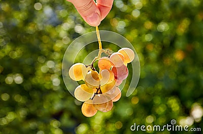 Fresh brunch of yellow grapes holding in the hand on blurred nature background Stock Photo