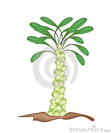 Fresh Brussels Prouts Plant on A White Background Vector Illustration