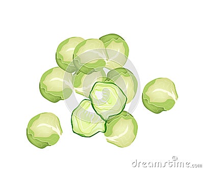 Fresh Brussels Sprout on A White Background Vector Illustration