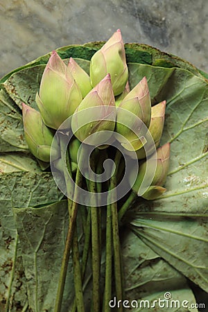 Fresh budding young pink green lotus flower with water drop in lotus leave bouquet, Buddhism offerings Stock Photo