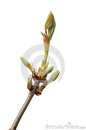 Fresh buds chestnut Stock Photo