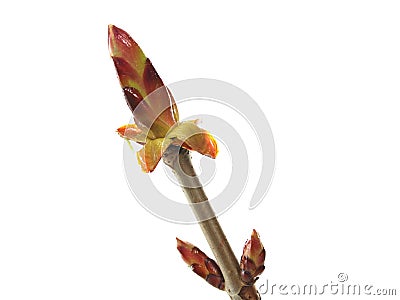 Fresh buds chestnut Stock Photo