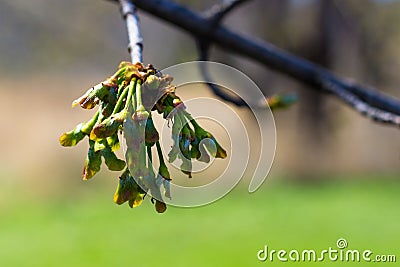 Fresh buds Hang off of a Tree in the Midwest America Stock Photo