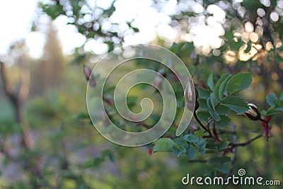 Fresh buds of a street tea rose close-up Stock Photo