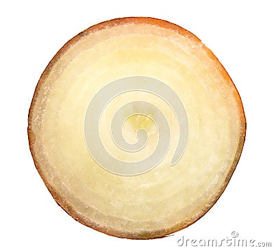 Fresh bulbs of onion slice Stock Photo