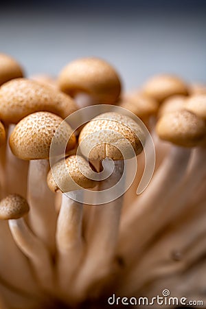 Fresh buna brown shimeji edible mushrooms from Asia, rich in umami tasting compounds such as guanylic and glutamic acid Stock Photo