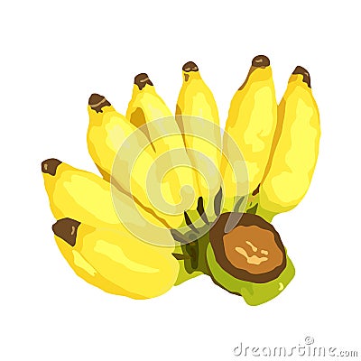 Fresh bunch of banana fruit. isolated on white. vector Vector Illustration